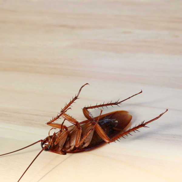 Cockroach Control Services in Bangalore