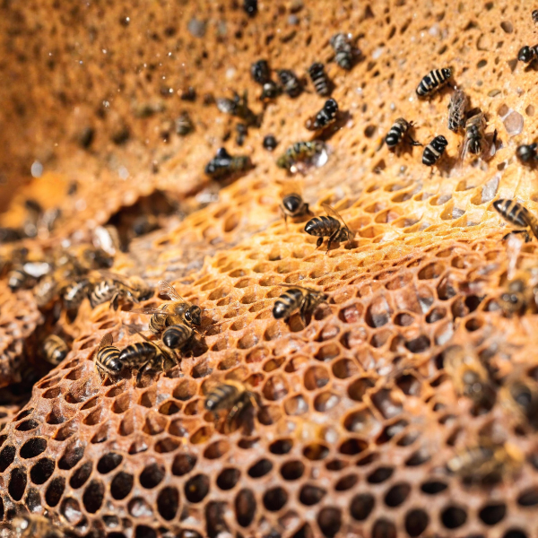 Honey Beehive Removal Services in Bangalore