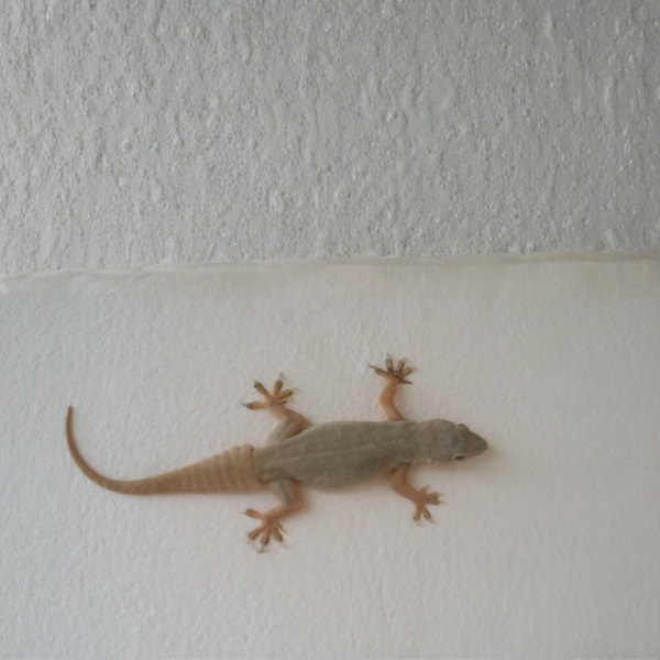 Lizard Control Services in Bangalore